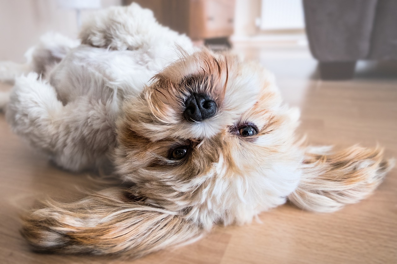 How to Teach Your Dog to Walk Backward